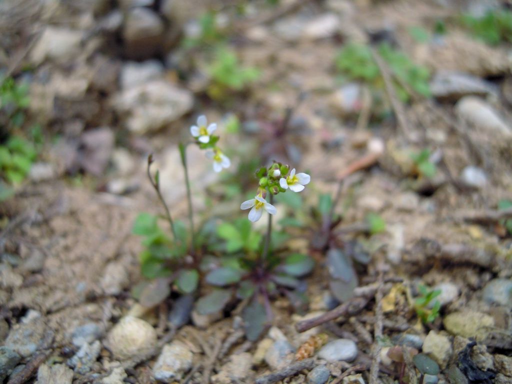 Piccola Brassicacea da det. 2